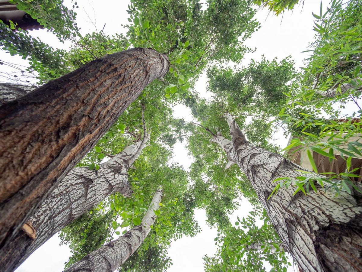 Menlyn Boutique Hotel Pretoria-Noord Exterior foto Trees in the forest